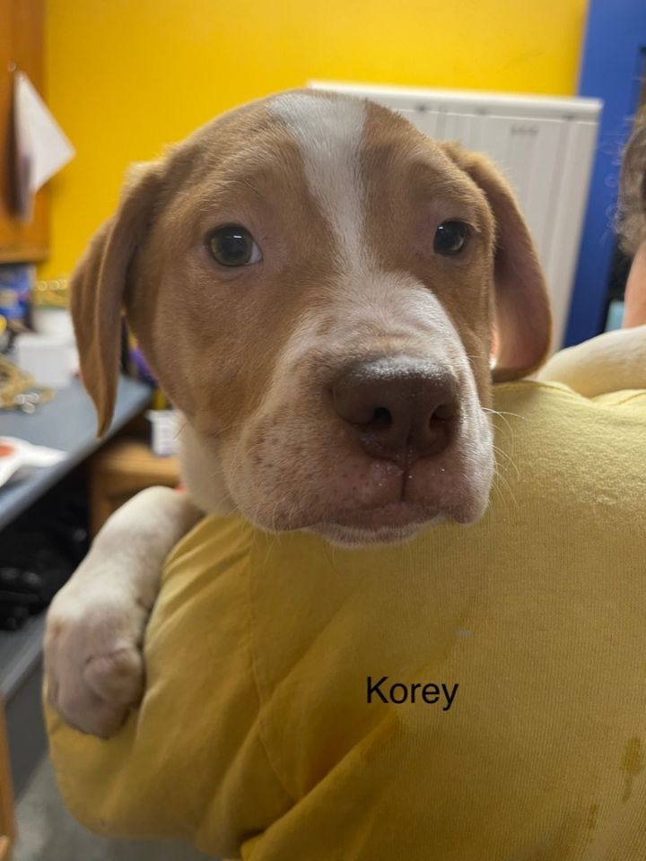 Korey 2