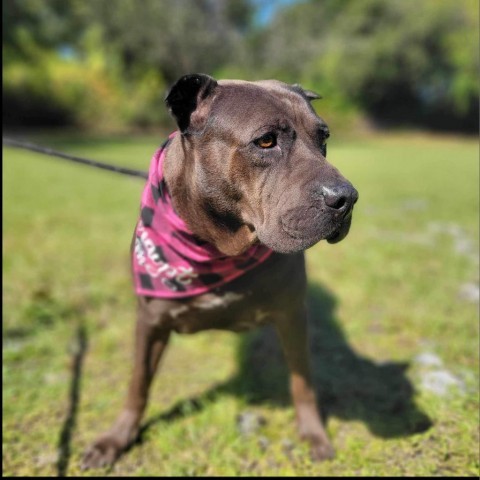 Sarah, an adoptable Shar-Pei, Mixed Breed in Port Charlotte, FL, 33980 | Photo Image 1