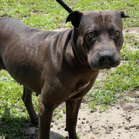 Sarah, an adoptable Shar-Pei, Mixed Breed in Port Charlotte, FL, 33980 | Photo Image 2