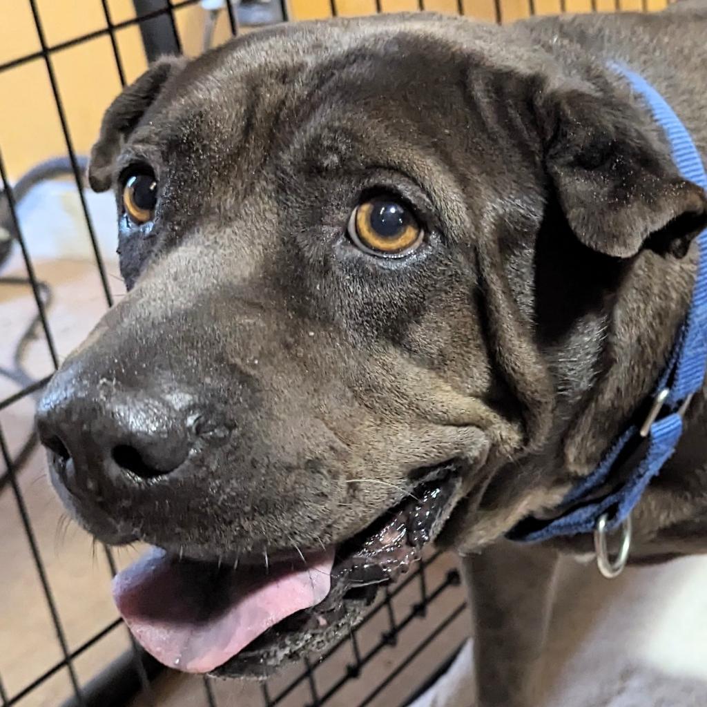 Sarah, an adoptable Shar-Pei, Mixed Breed in Port Charlotte, FL, 33980 | Photo Image 2