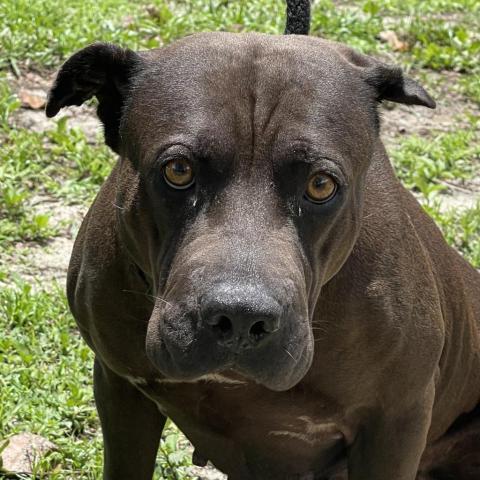 Sarah, an adoptable Shar-Pei, Mixed Breed in Port Charlotte, FL, 33980 | Photo Image 3