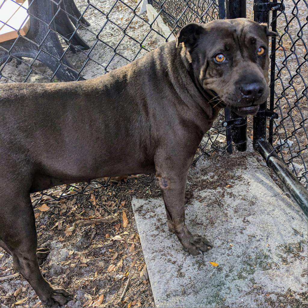 Sarah, an adoptable Shar-Pei, Mixed Breed in Port Charlotte, FL, 33980 | Photo Image 3