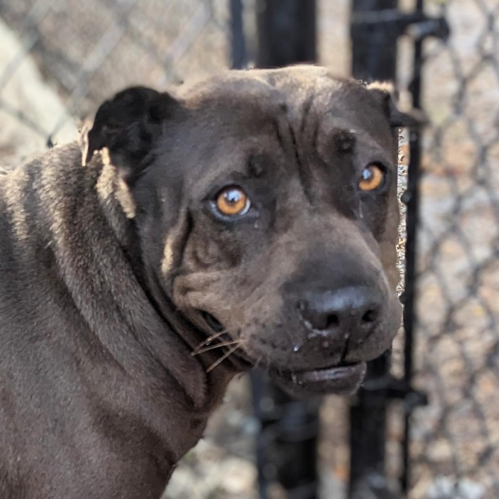 Sarah, an adoptable Shar-Pei, Mixed Breed in Port Charlotte, FL, 33980 | Photo Image 4