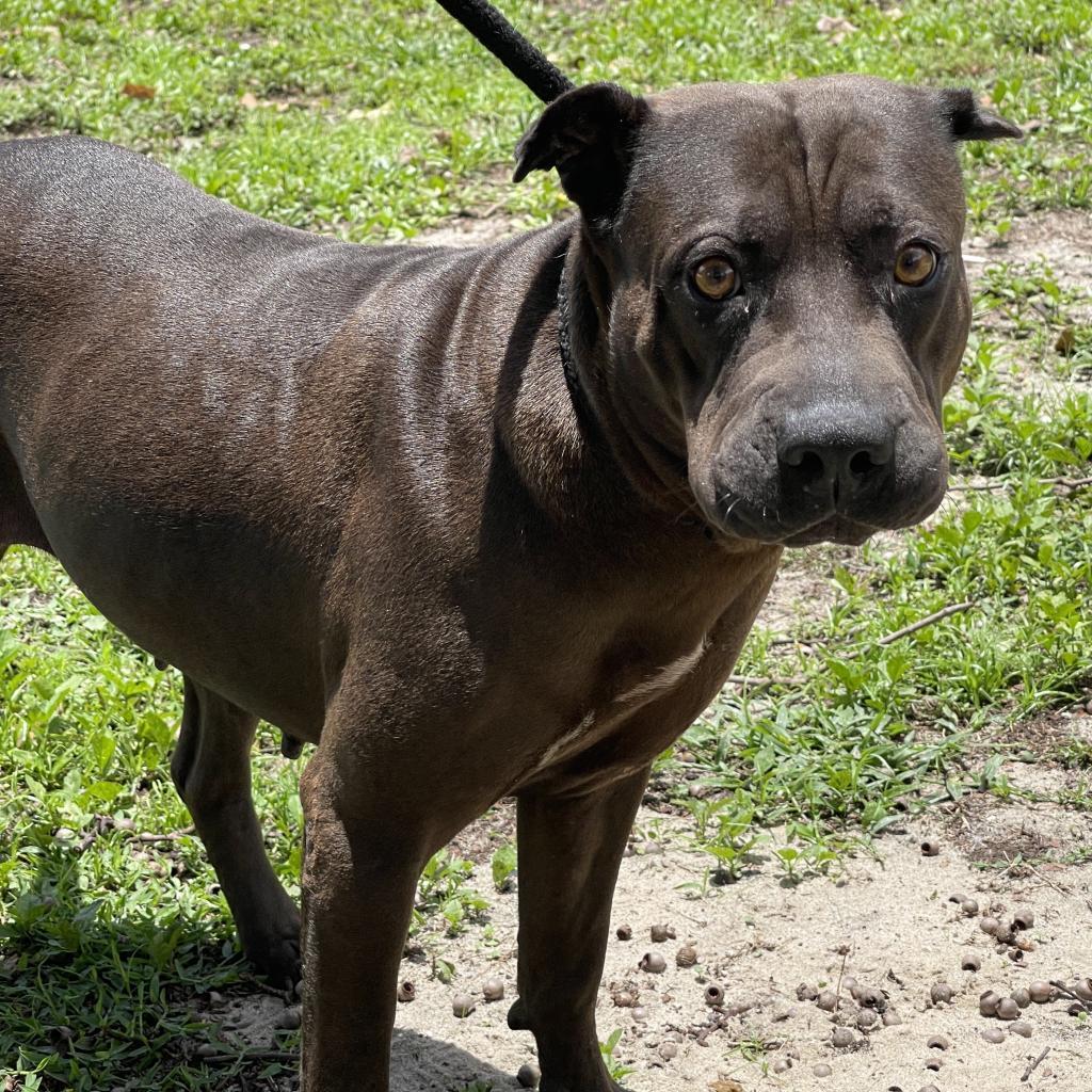 Sarah, an adoptable Shar-Pei, Mixed Breed in Port Charlotte, FL, 33980 | Photo Image 6