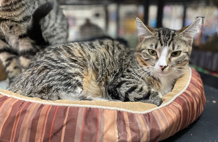 Cat for adoption - Isabelle, a Tabby & Domestic Short Hair Mix in Palo ...