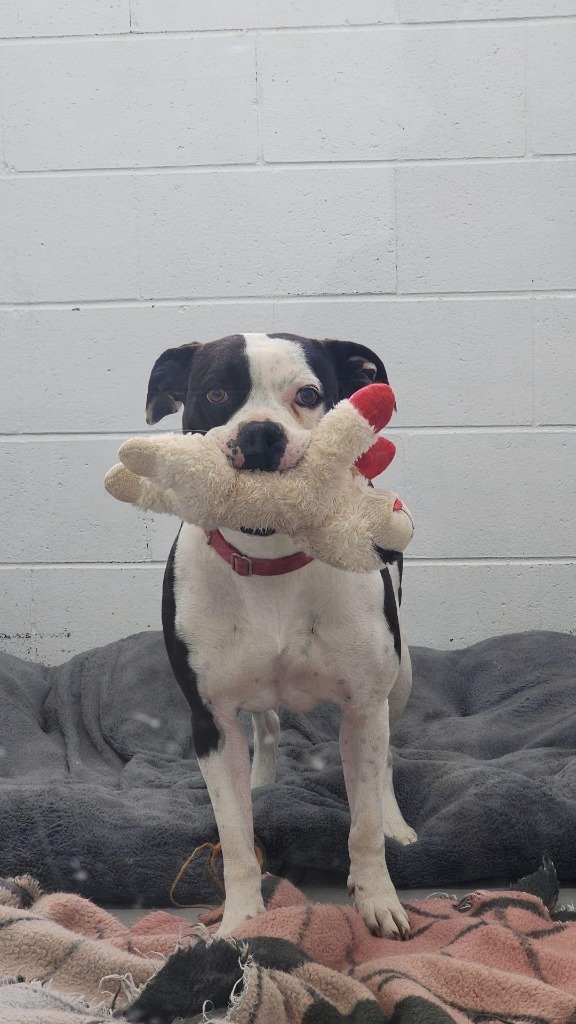Chloe, an adoptable Boxer, American Bulldog in Crandon, WI, 54520 | Photo Image 1