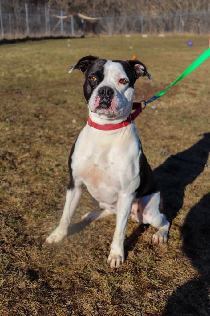 Chloe, an adoptable Boxer, American Bulldog in Crandon, WI, 54520 | Photo Image 2