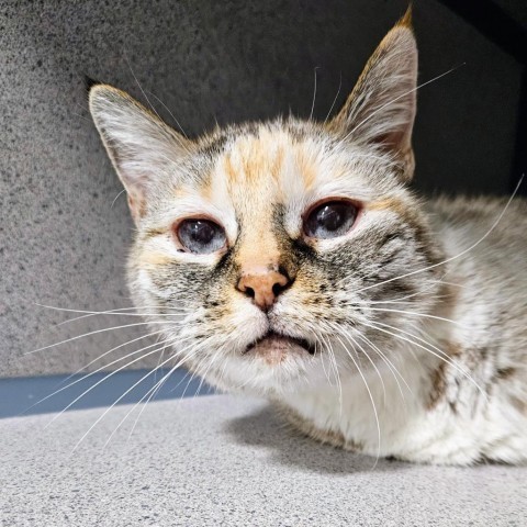 Kitty Kitty, an adoptable Siamese in Sheridan, WY, 82801 | Photo Image 1