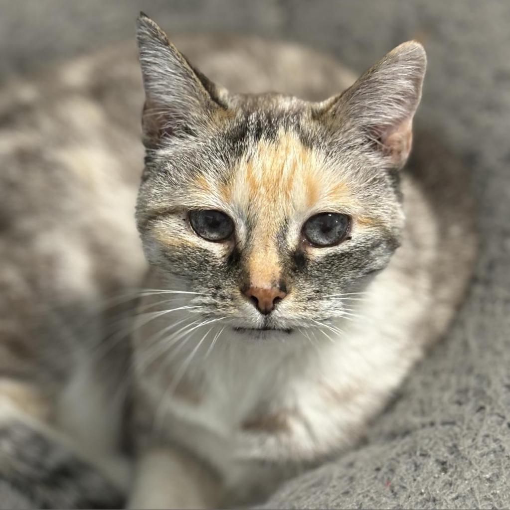 Kitty Kitty, an adoptable Siamese in Sheridan, WY, 82801 | Photo Image 1