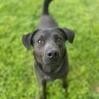 Myles, an adoptable Black Labrador Retriever in Huntington, WV, 25704 | Photo Image 1