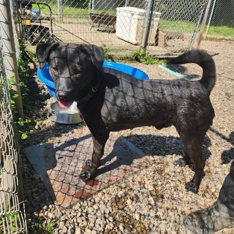 Myles, an adoptable Black Labrador Retriever in Huntington, WV, 25704 | Photo Image 2