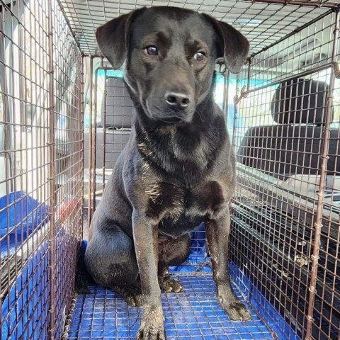 Myles, an adoptable Black Labrador Retriever in Huntington, WV, 25704 | Photo Image 3