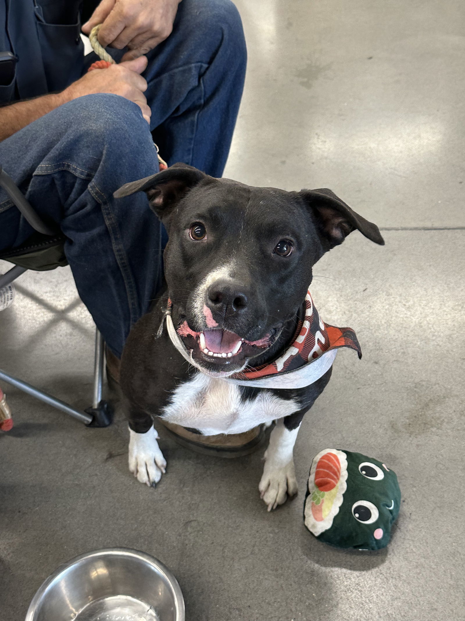 DORA, an adoptable Pit Bull Terrier, Staffordshire Bull Terrier in Chico, CA, 95973 | Photo Image 1