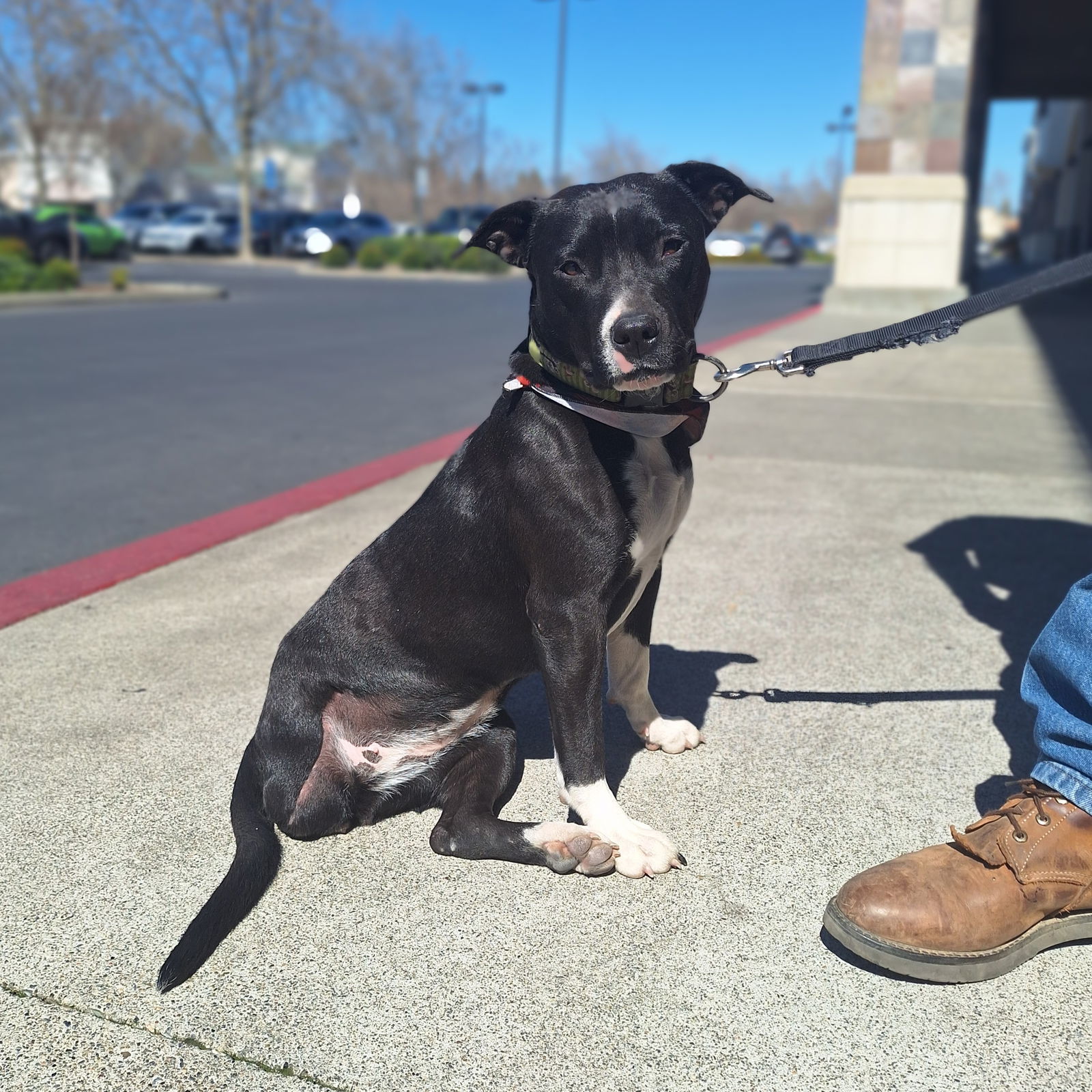 DORA, an adoptable Pit Bull Terrier, Staffordshire Bull Terrier in Chico, CA, 95973 | Photo Image 2