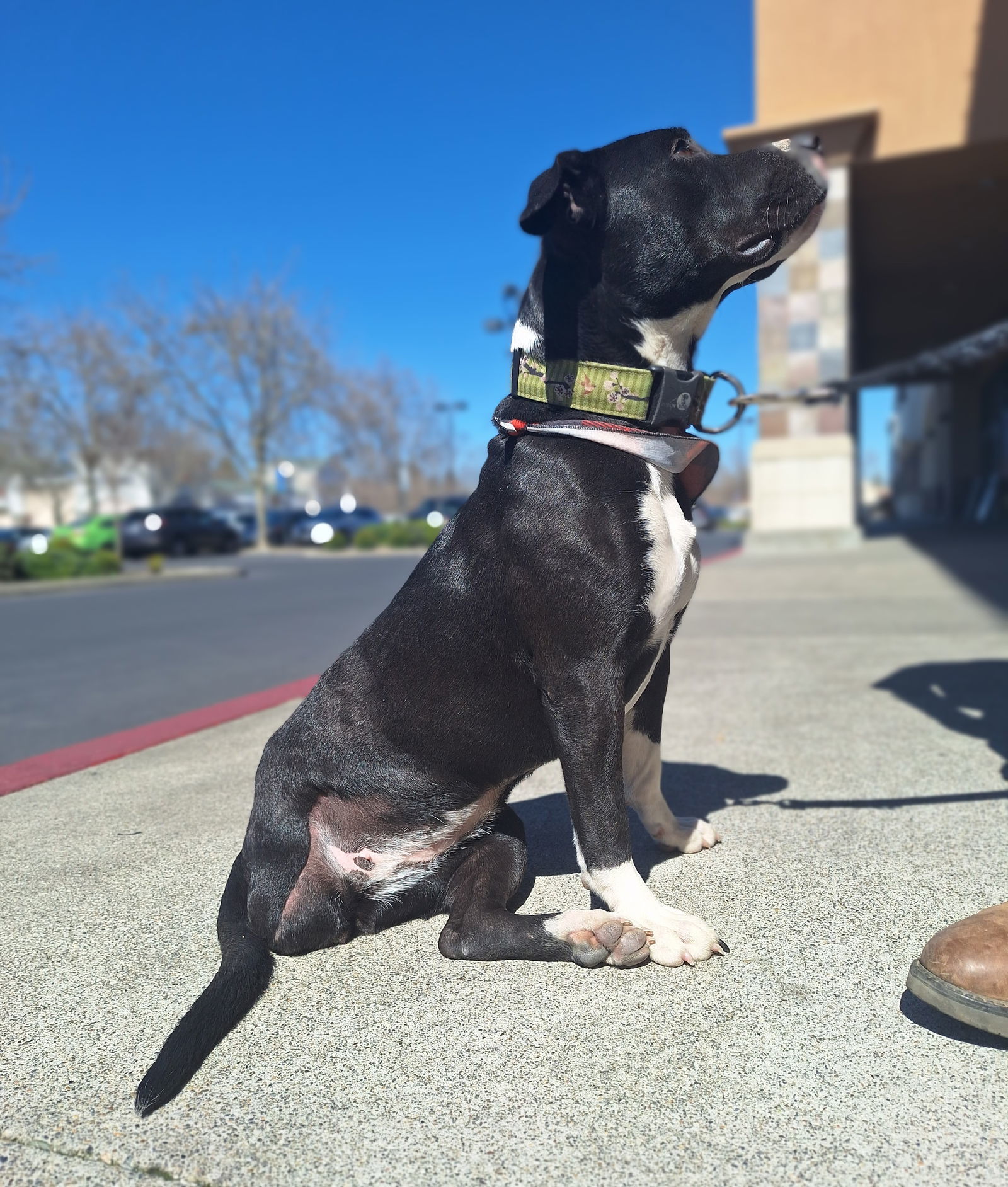 DORA, an adoptable Pit Bull Terrier, Staffordshire Bull Terrier in Chico, CA, 95973 | Photo Image 3