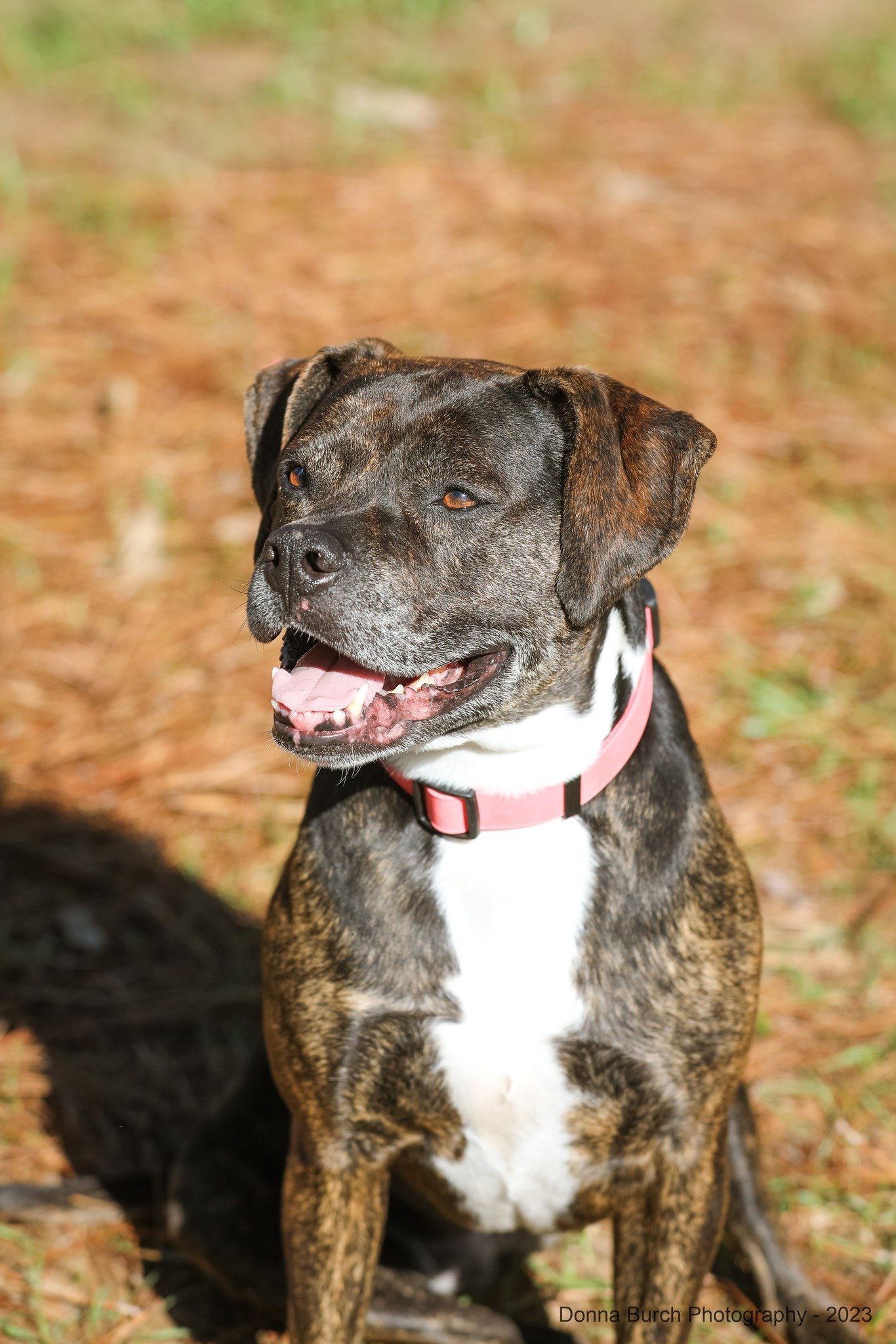 Eve, an adoptable Mixed Breed in Gainesville, FL, 32601 | Photo Image 1