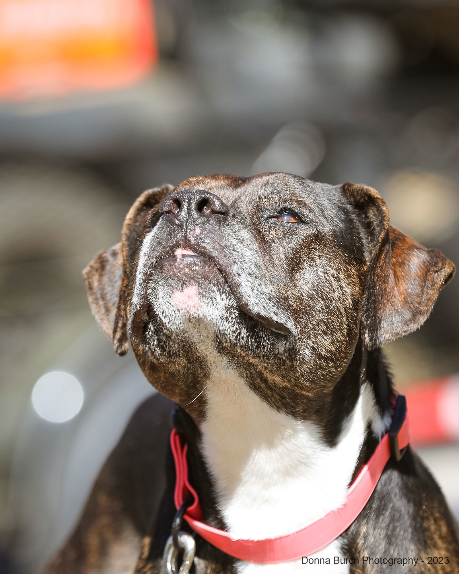 Eve, an adoptable Mixed Breed in Gainesville, FL, 32601 | Photo Image 1