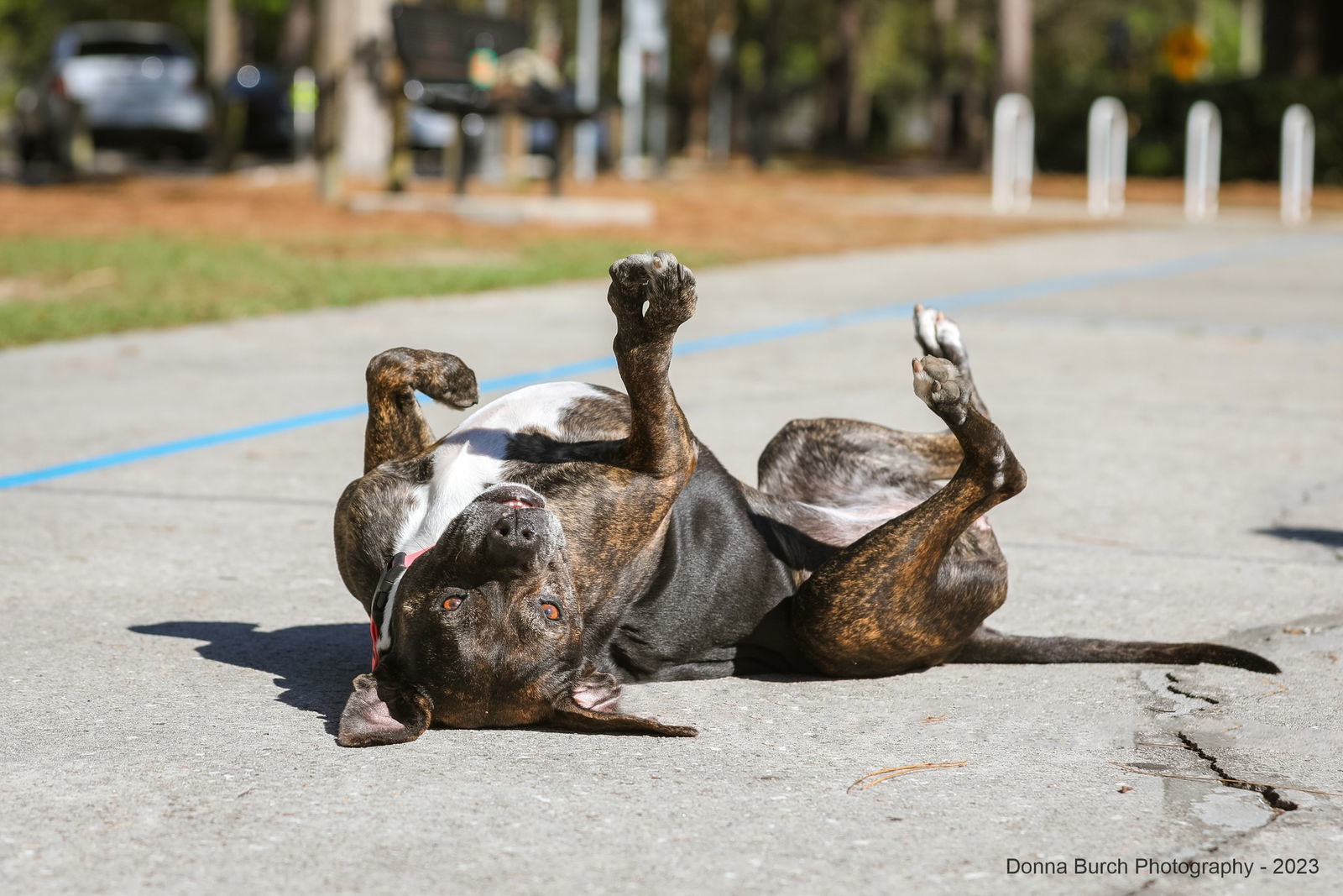 Eve, an adoptable Mixed Breed in Gainesville, FL, 32601 | Photo Image 2