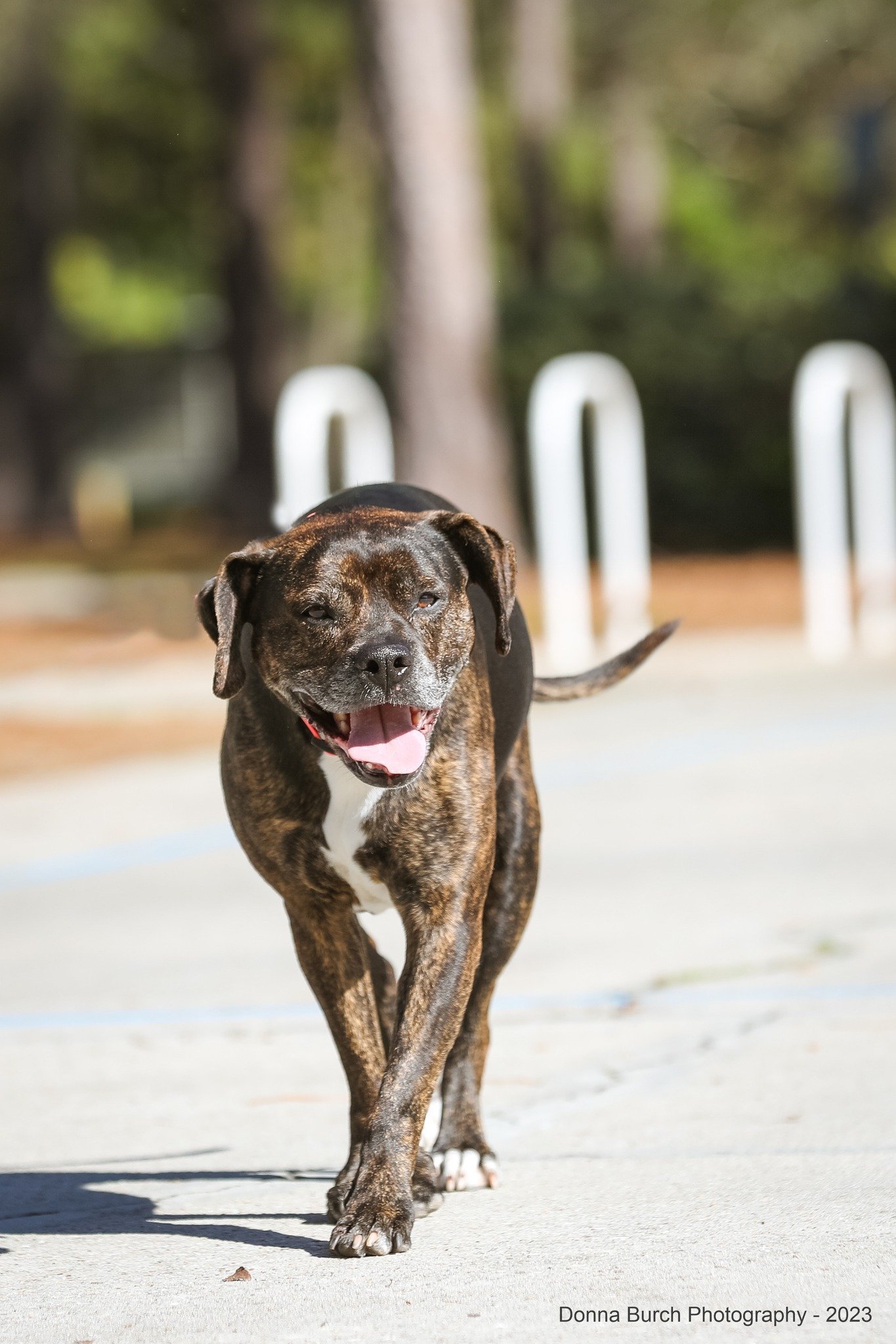 Eve, an adoptable Mixed Breed in Gainesville, FL, 32601 | Photo Image 3