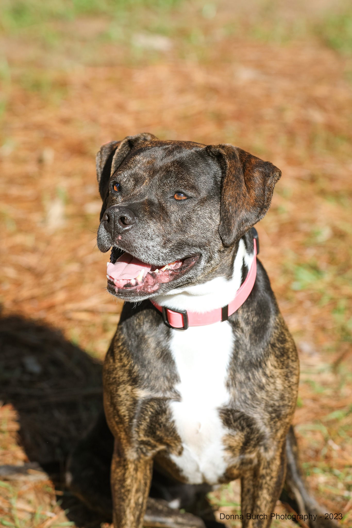 Eve, an adoptable Mixed Breed in Gainesville, FL, 32601 | Photo Image 3