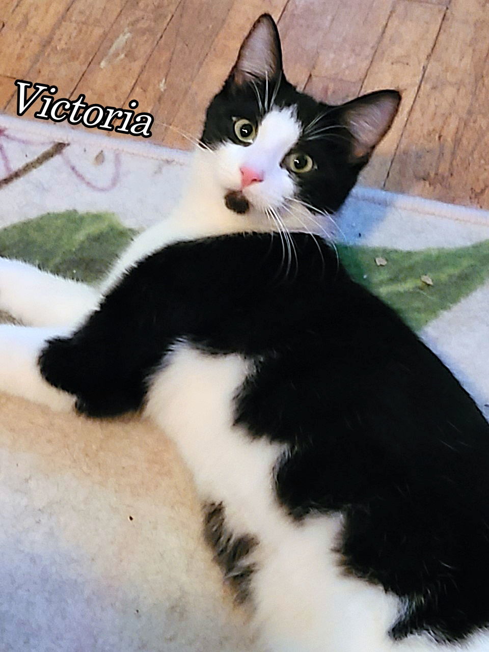 Victoria, an adoptable Domestic Short Hair in Cedar Rapids, IA, 52405 | Photo Image 2