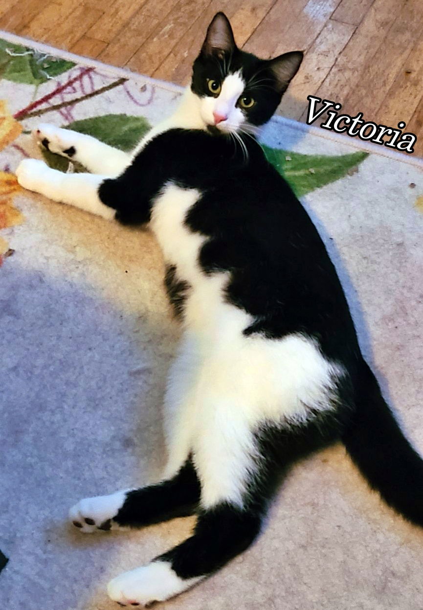 Victoria, an adoptable Domestic Short Hair in Cedar Rapids, IA, 52405 | Photo Image 3