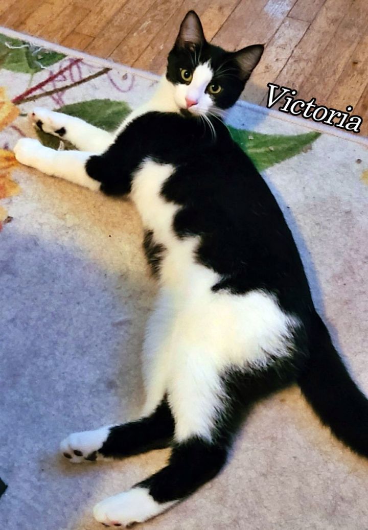 Victoria 3