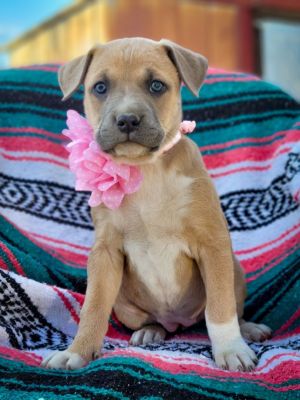 Dogs for Adoption Near Murrieta, CA | Petfinder