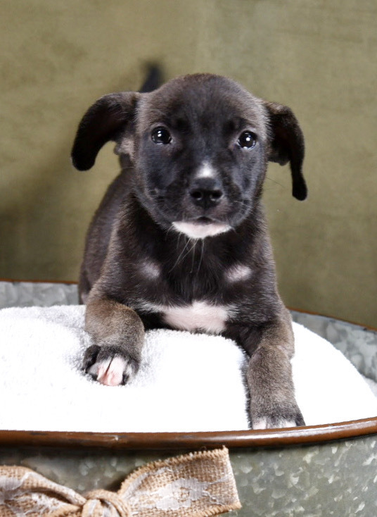 Mama Bindi Puppy - Bally (Emmy)(SPAYED), an adoptable Labrador Retriever, Boxer in Lakewood, CO, 80227 | Photo Image 3
