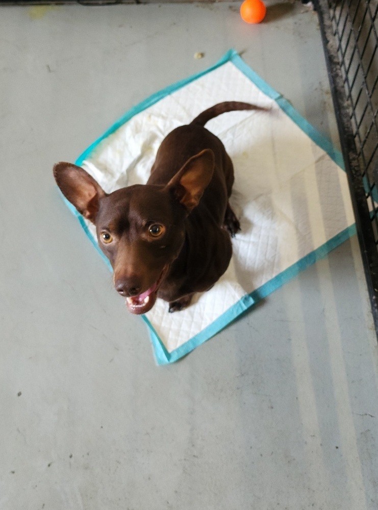 Grumpy, an adoptable Chihuahua in Herriman, UT, 84096 | Photo Image 1