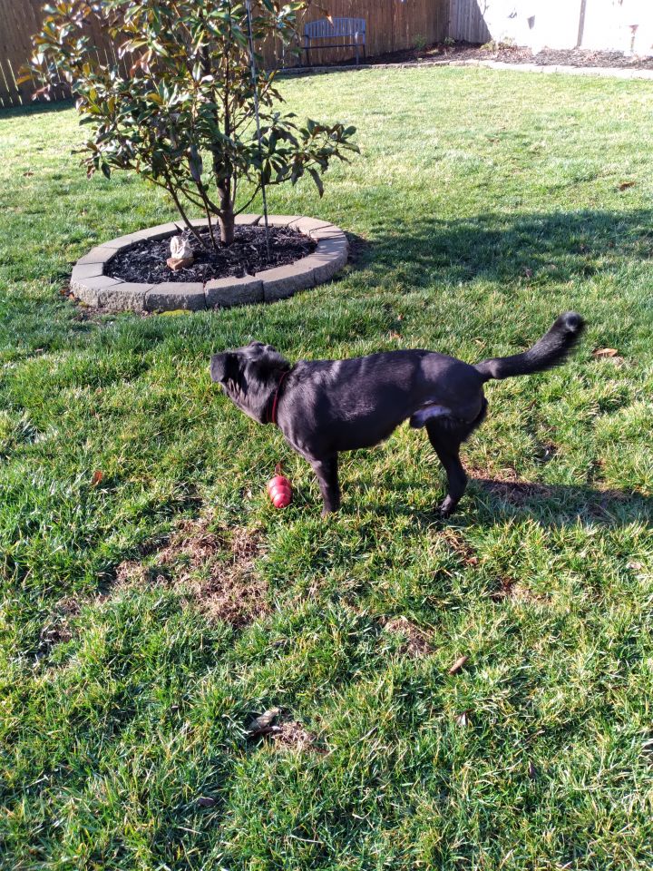 Luka , an adoptable Black Labrador Retriever in Springfield, MO_image-3