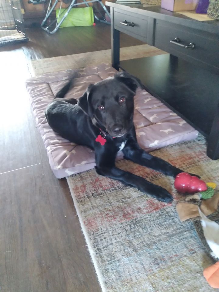 Luka , an adoptable Black Labrador Retriever in Springfield, MO_image-4