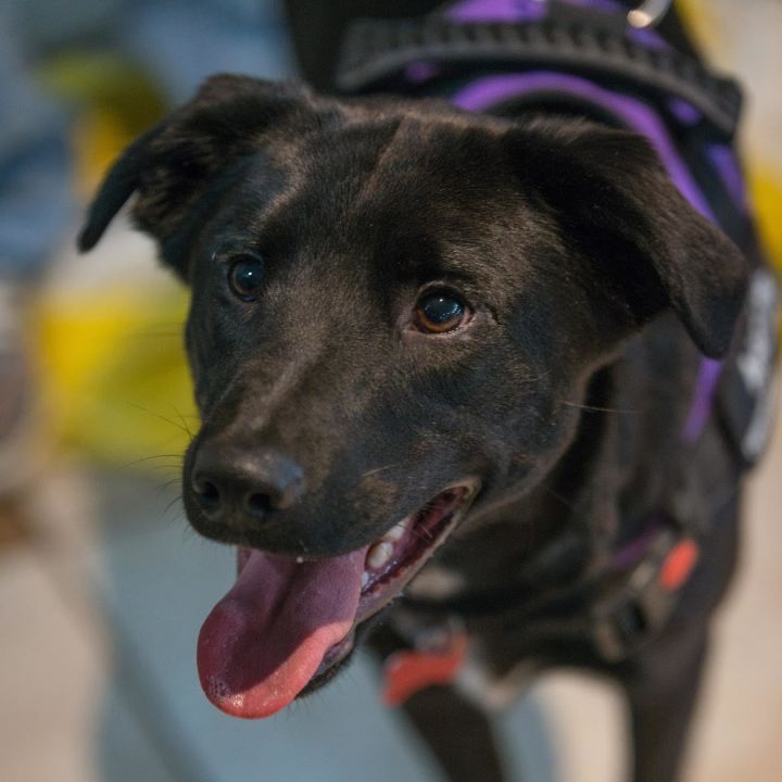 Luka , an adoptable Black Labrador Retriever in Springfield, MO_image-6