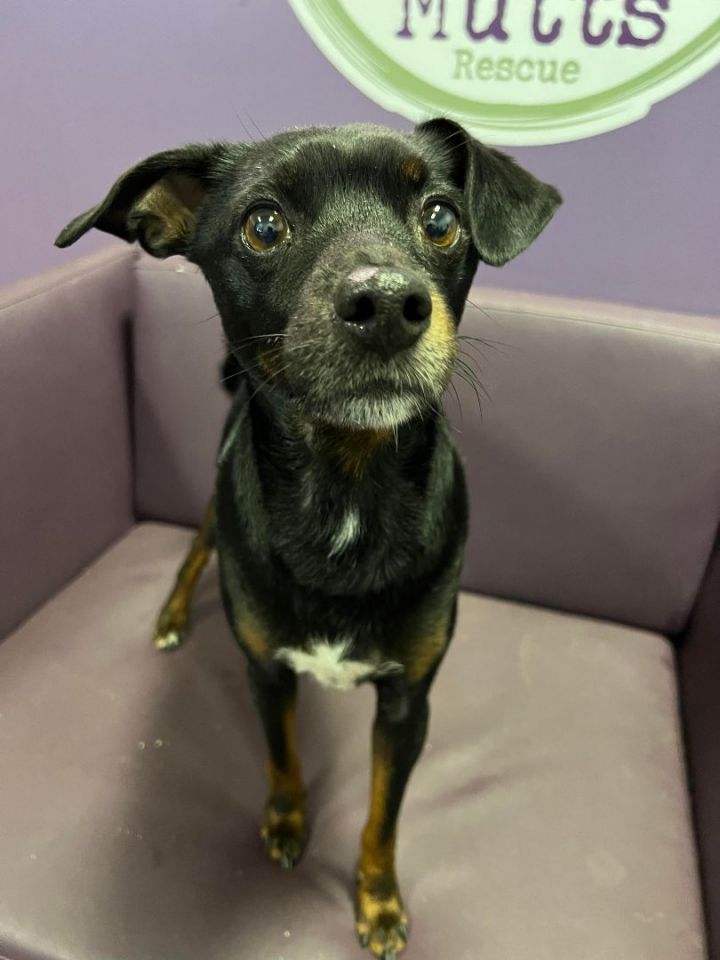 Snazzy Bama in NH , an adoptable Miniature Pinscher & Chihuahua Mix in Manchester, NH_image-1