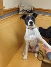 Peyton in NH Waived adoption fee! 