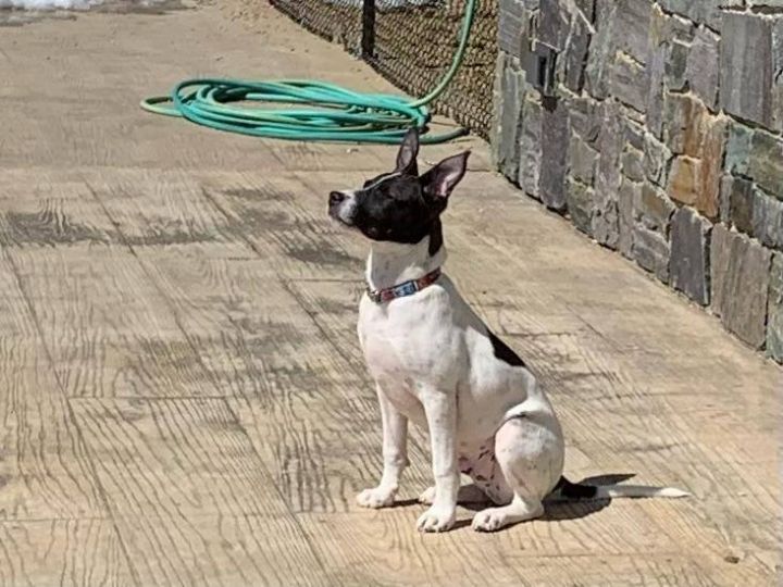 Peyton in NH Waived adoption fee!  5