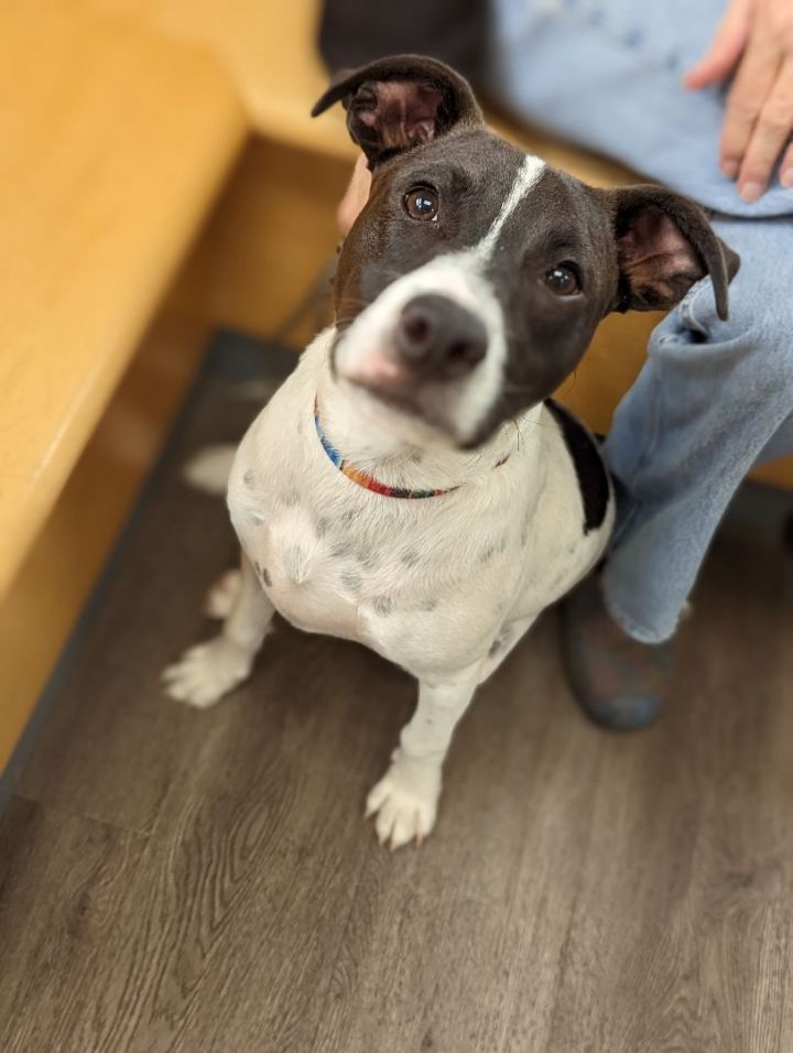 Peyton in NH Waived adoption fee!  6