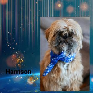 Renton Animal Shelter | Animal Shelters in Renton WA 