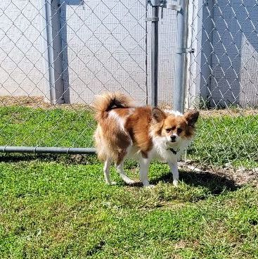 Winston, an adoptable Papillon in Benton, PA, 17814 | Photo Image 2