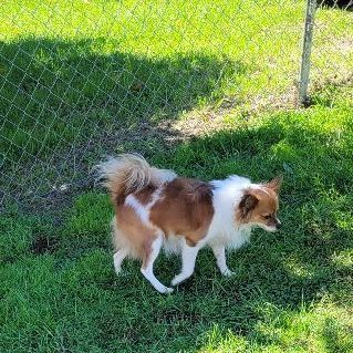 Winston, an adoptable Papillon in Benton, PA, 17814 | Photo Image 3
