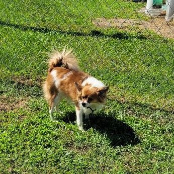 Winston, an adoptable Papillon in Benton, PA, 17814 | Photo Image 4