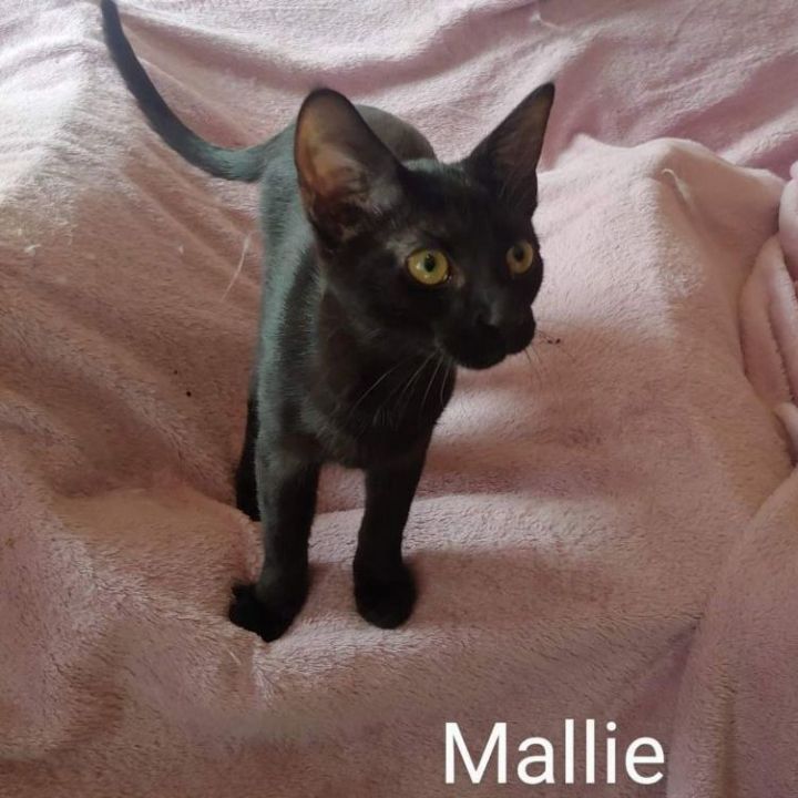 Mallie, an adoptable Domestic Short Hair in Hendersonville, TN_image-1