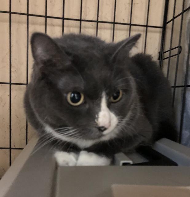 Baby Girl, an adoptable Domestic Short Hair in Sherwood, OR, 97140 | Photo Image 2