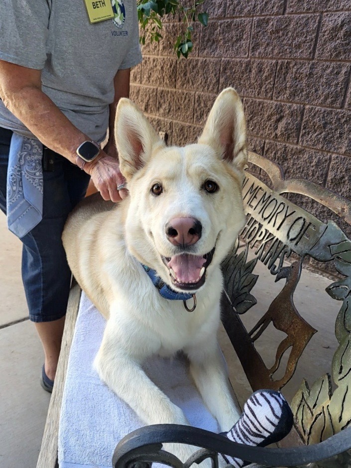 Jupiter, an adoptable German Shepherd Dog, Husky in Cottonwood, AZ, 86326 | Photo Image 5