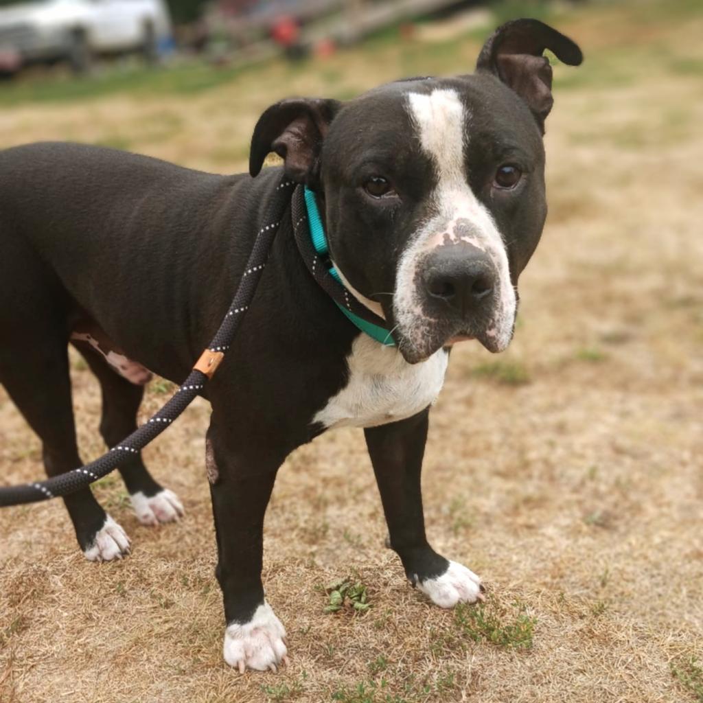 Magnus, an adoptable Pit Bull Terrier in Flintstone, MD, 21530 | Photo Image 1