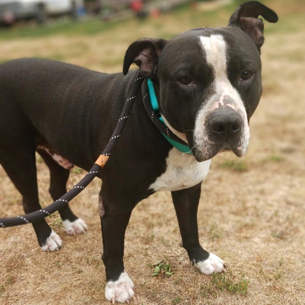 Magnus, an adoptable Pit Bull Terrier in Flintstone, MD, 21530 | Photo Image 2