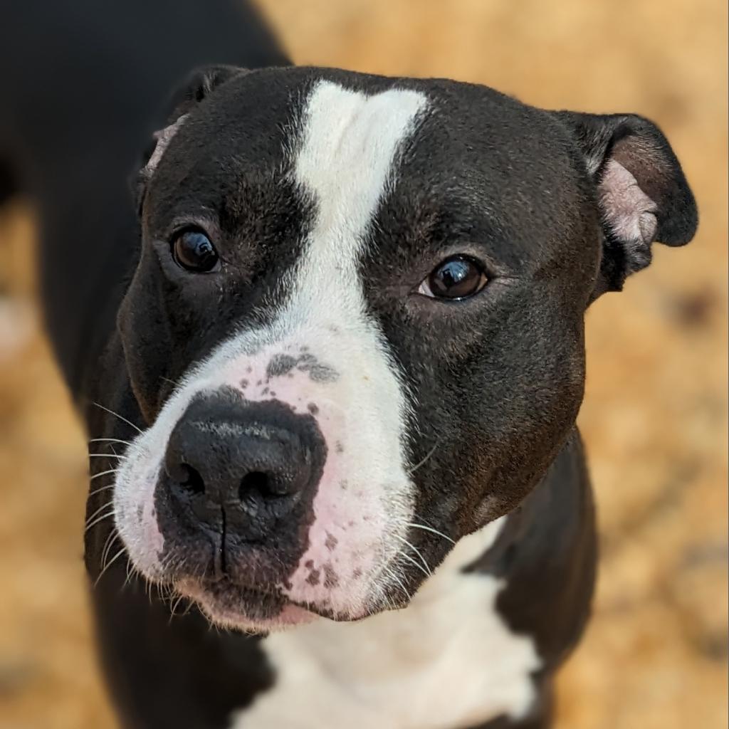 Magnus, an adoptable Pit Bull Terrier in Flintstone, MD, 21530 | Photo Image 3