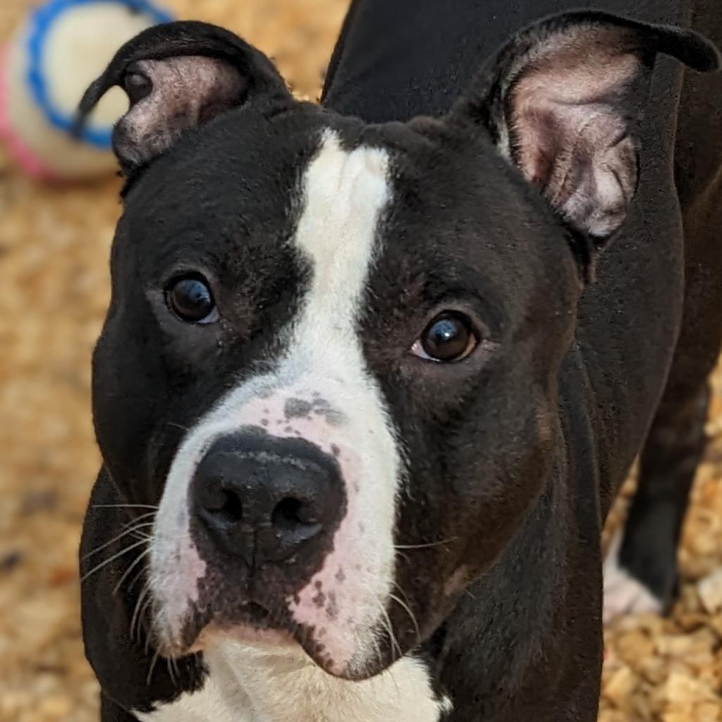 Magnus, an adoptable Pit Bull Terrier in Flintstone, MD, 21530 | Photo Image 4