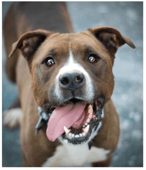We love this boy Courtesy listingread about Brutus and find your next forever love Sweet chocolat