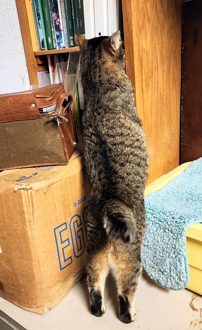Aloha - HELLO, Adopt ME!, an adoptable Domestic Short Hair, Tabby in Stanwood, WA, 98292 | Photo Image 5